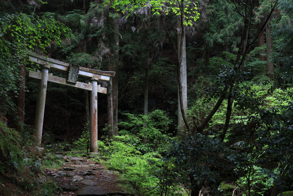 森林と鳥居