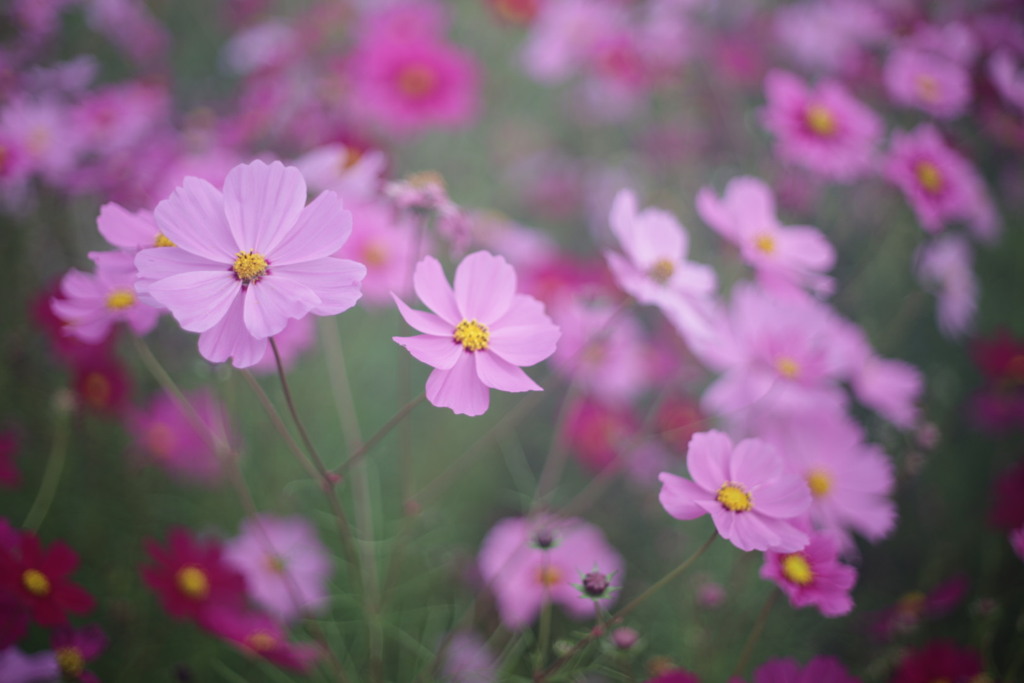 滲みの中の秋桜