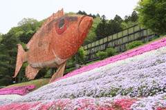魚と芝桜