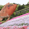 魚と芝桜