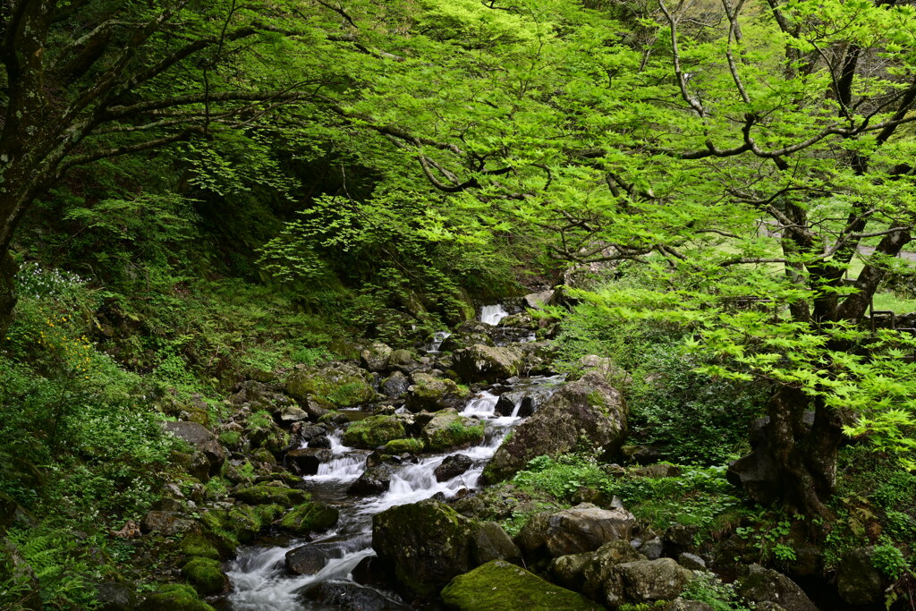 新緑の渓流