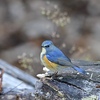 瑠璃色の鳥