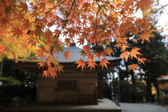 透かし紅葉