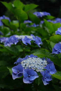 梅雨入りの紫陽花