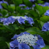梅雨入りの紫陽花