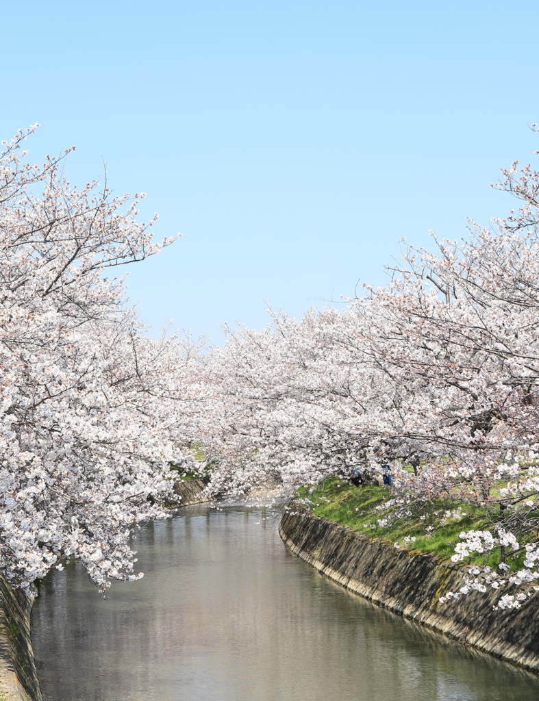 桜川