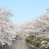 桜川