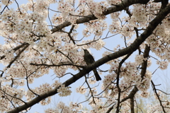 桜に囲まれて