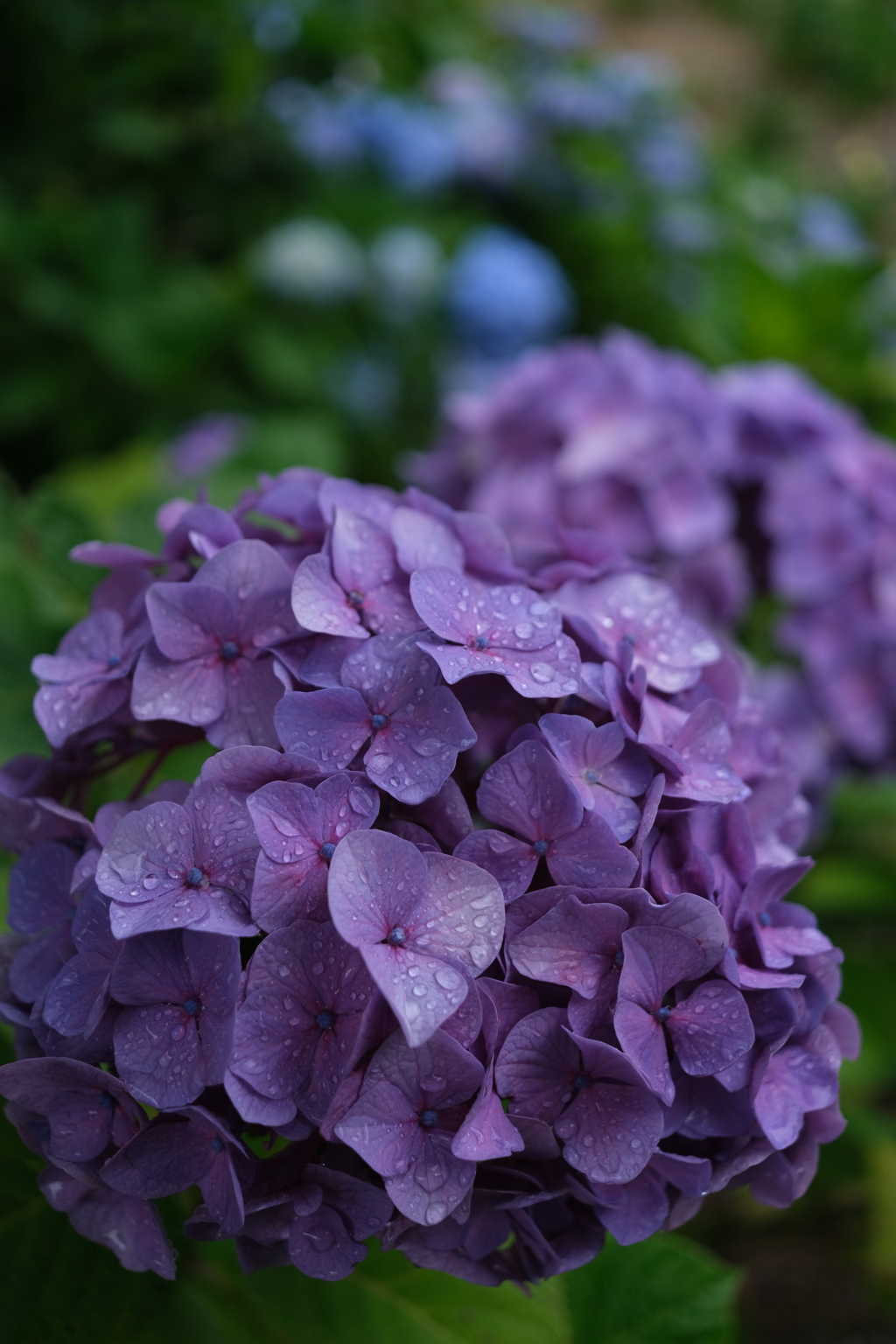 艶でる紫陽花