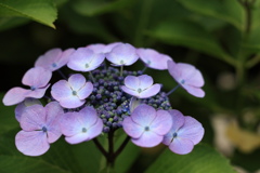 庭先を彩る紫陽花