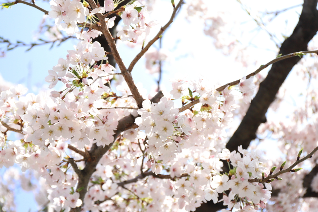 近所の桜