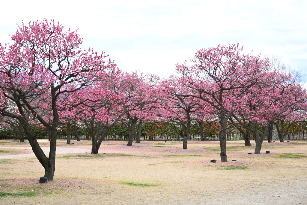 梅の香りのする公園