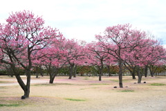梅の香りのする公園