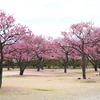梅の香りのする公園