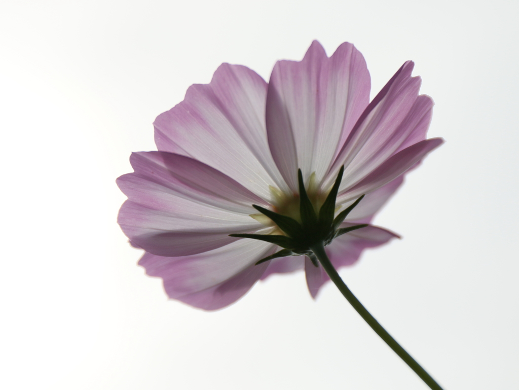 透き通る花びら