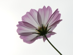 透き通る花びら