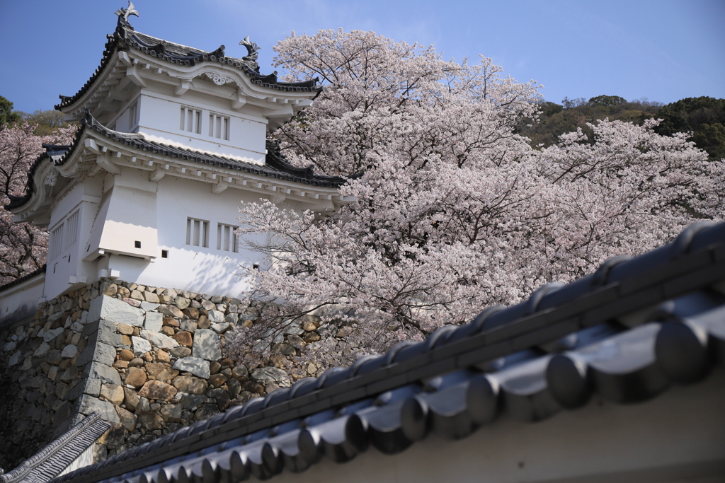 春爛漫の龍野城