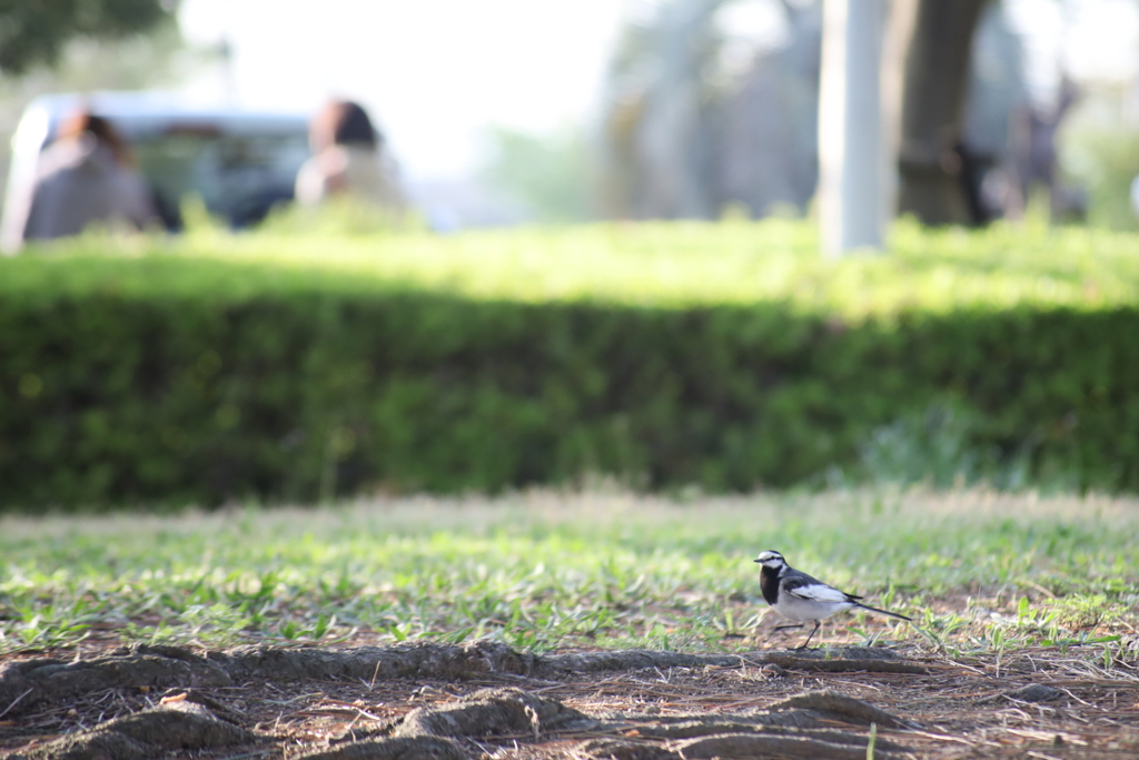 野鳥にも使えるかな～