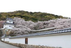 龍野城と桜