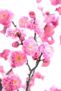 梅爛漫