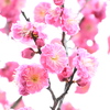 梅爛漫
