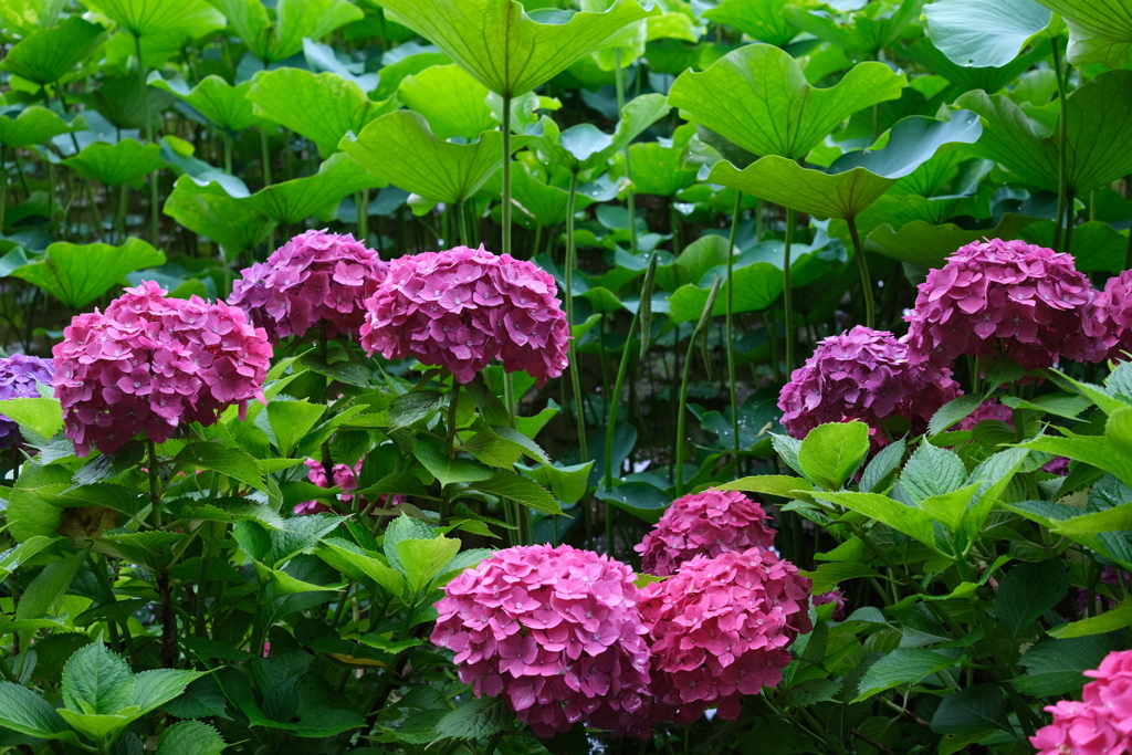 紫陽花と蓮の葉