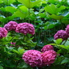 紫陽花と蓮の葉