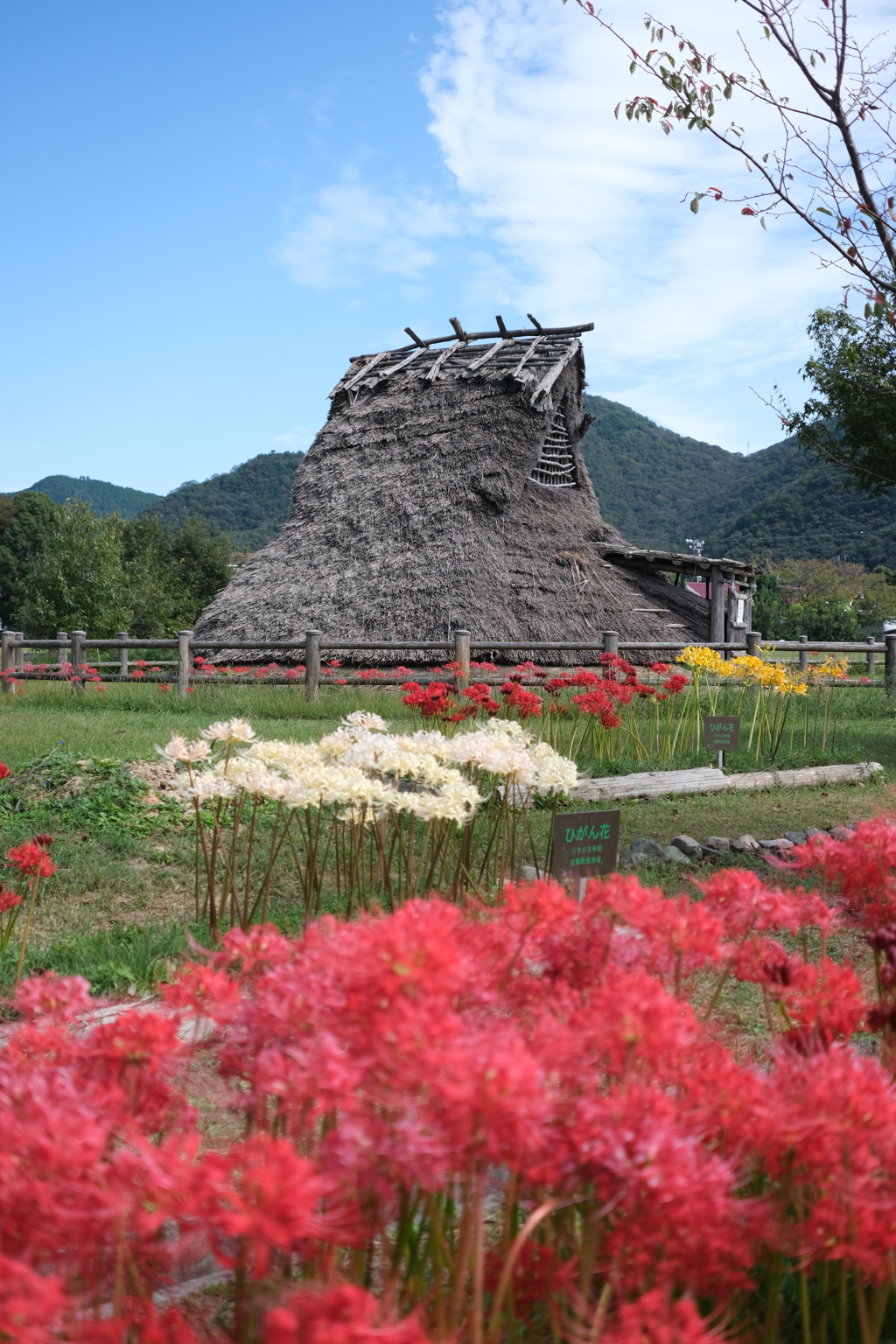 遺跡と色とりどりの彼岸花