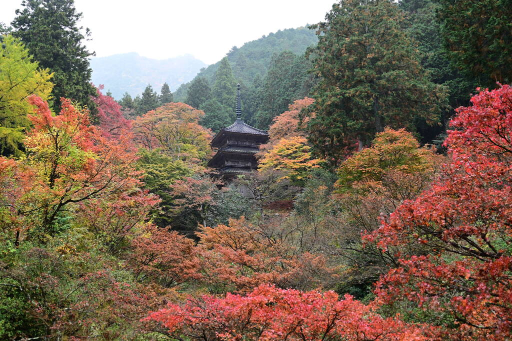 秋染まる高源寺