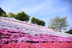 芝桜の絨毯