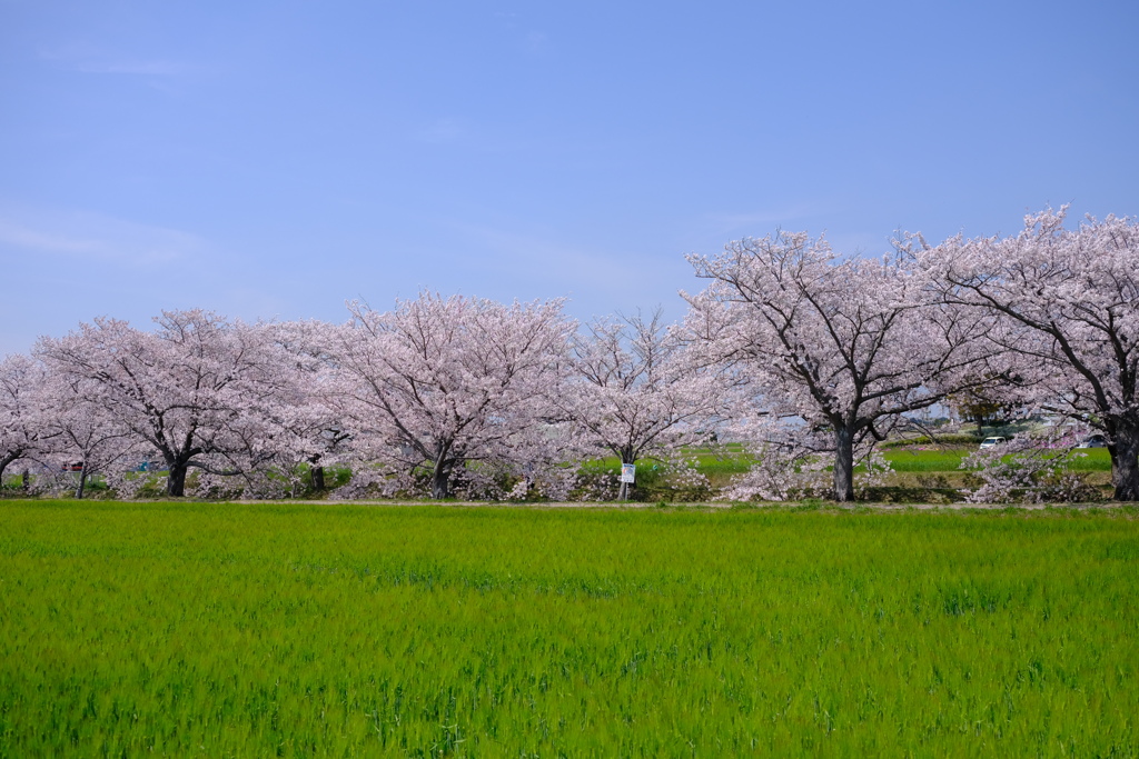 春の三原色