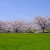 春の三原色