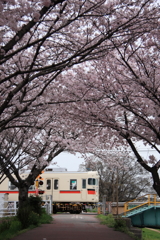 桜と山陽電車