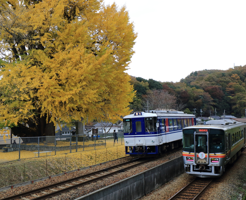 大銀杏と列車コラボ