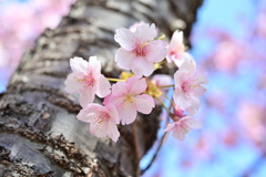 ちょっぴり河津桜