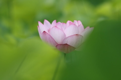 まだ咲ききっていないけど