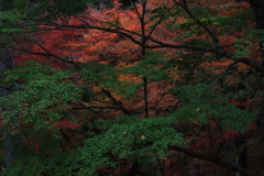 青葉と紅葉