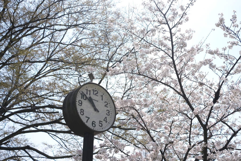 春時計