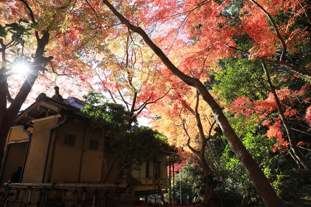 日光と紅葉と