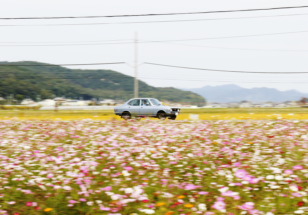 秋桜とレトロカー