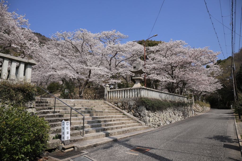 紅葉谷の手前の春景色