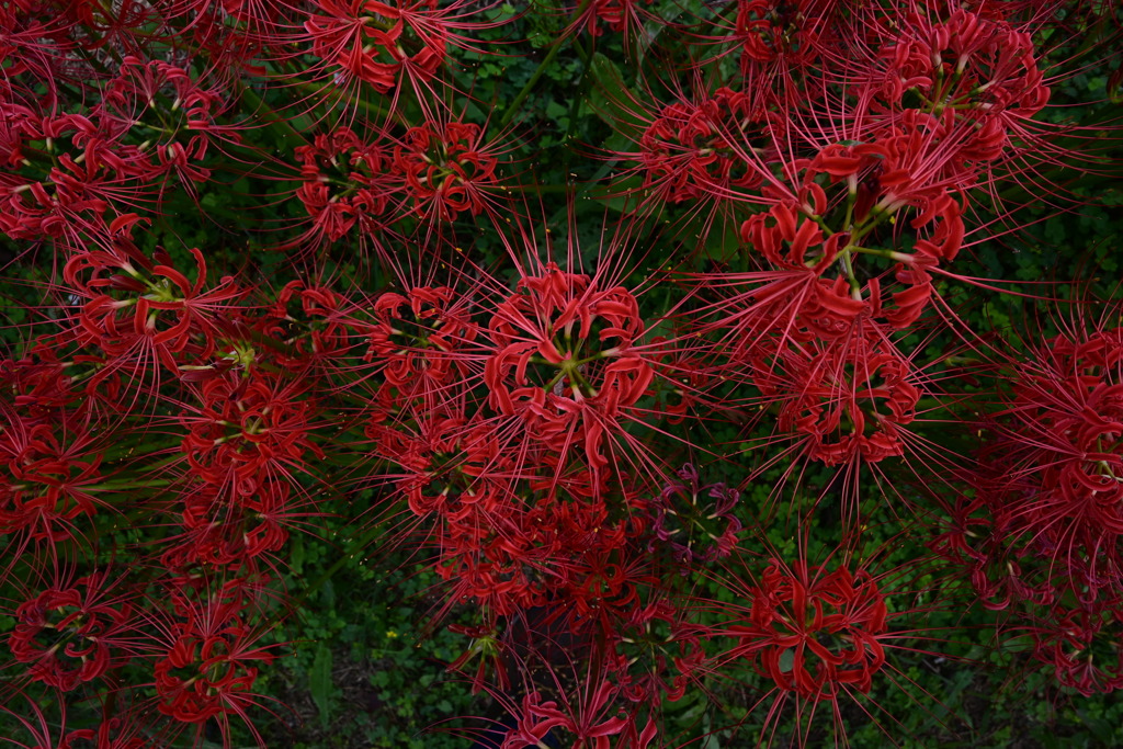 紅華