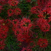 紅華