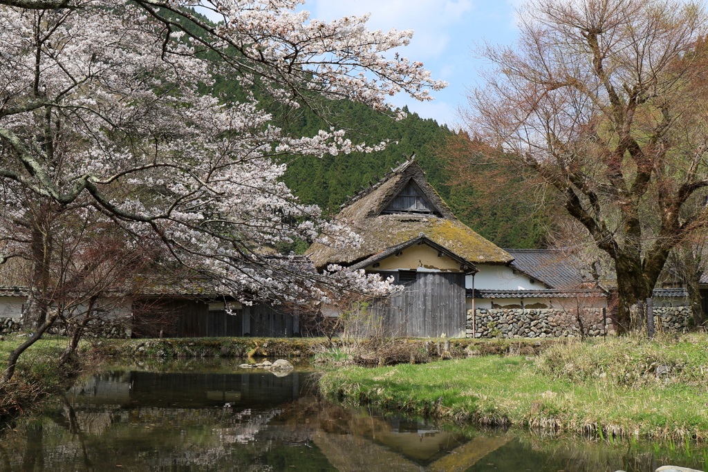 千年家と桜