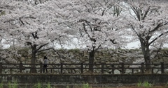 遊歩道に満開の桜