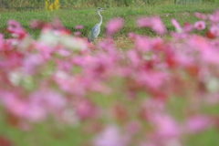 秋桜に囲まれて