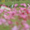 秋桜に囲まれて