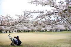 桜の思い出