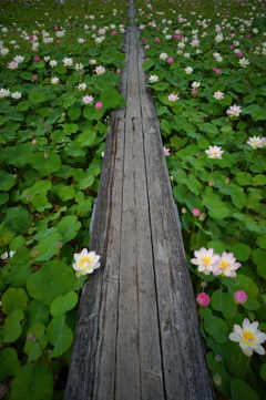 蓮咲く道