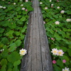 蓮咲く道